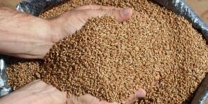 Captura da Web_21-6-2022_104313_www.correiodopovo.com.br