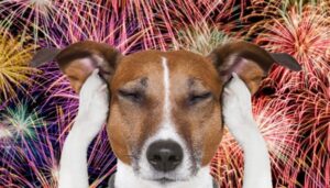 cachorro_fogos-600x341-79abac50