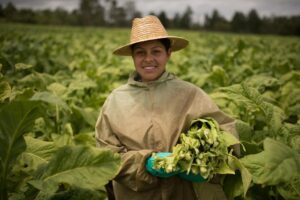 Tabaco brasileiro é referência em ESG no agronegócio
