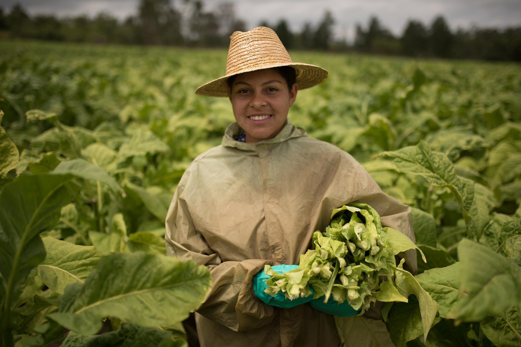 Tabaco brasileiro é referência em ESG no agronegócio