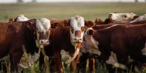 46814069534-4e5d567aca-k