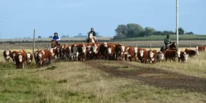 pecuaria-gaucha-foto-Fernando-Dias-Divulgac-o-Seapi