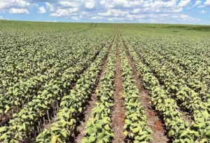 Soja-Estiagem-Credito-Divulgacao