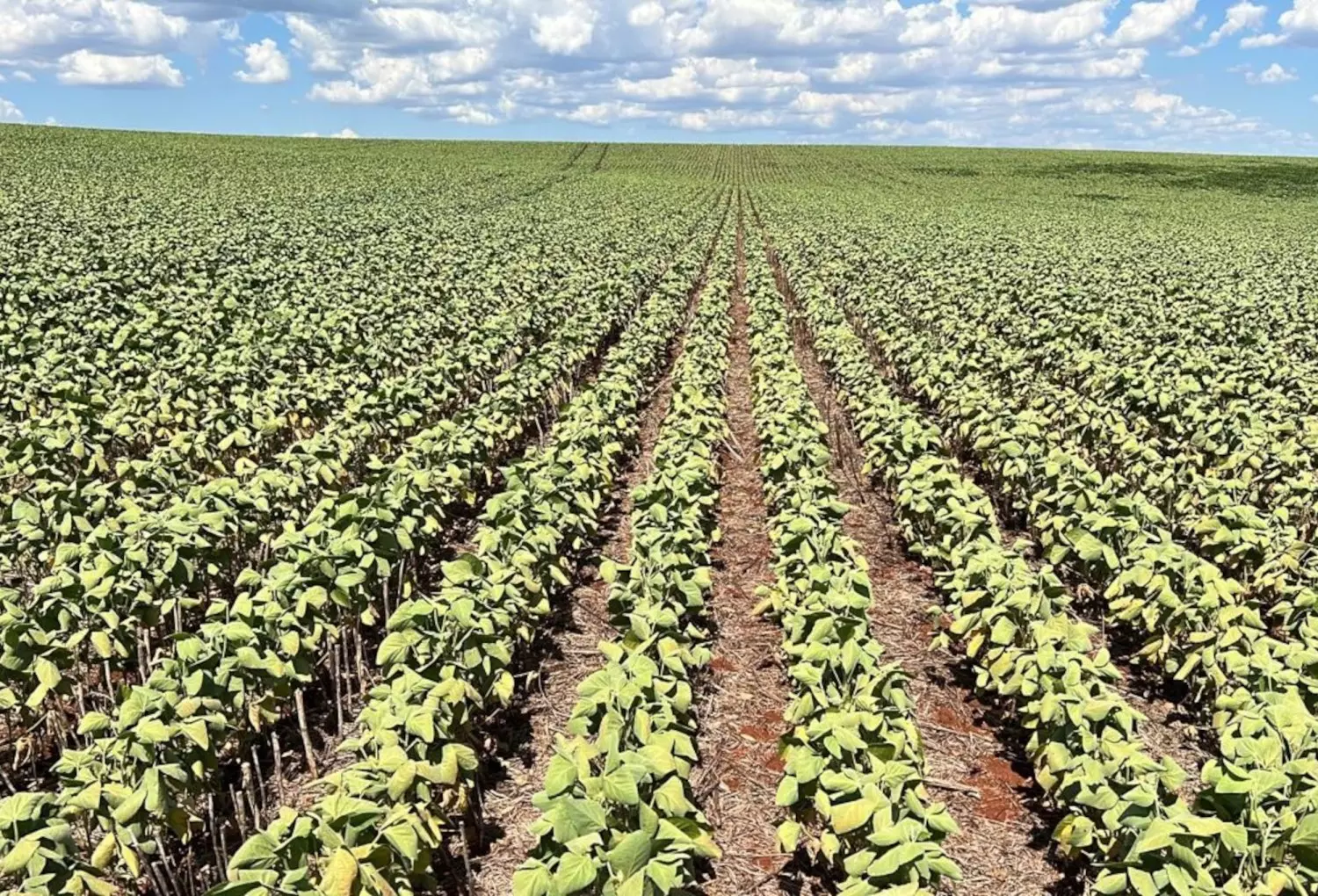 Soja-Estiagem-Credito-Divulgacao