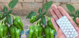 plantar-pimentao-17021-610x300-1
