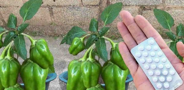 plantar-pimentao-17021-610x300-1