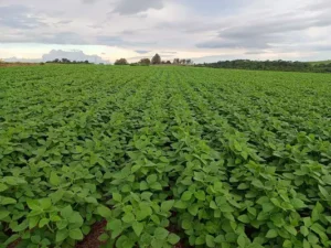 59c8cc5a-plantio-de-soja.ft-reproducao-emater-rs