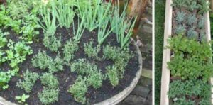 limpar-temperos-09031-610x300-1