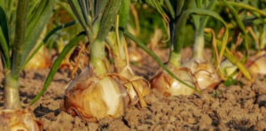 ESTA-e-a-data-em-que-se-deve-plantar-a-cebola-Plante-a-NESTE-DIA-e-tera-mais-colheitas-do-que-nos-outros-anos-610x300-1