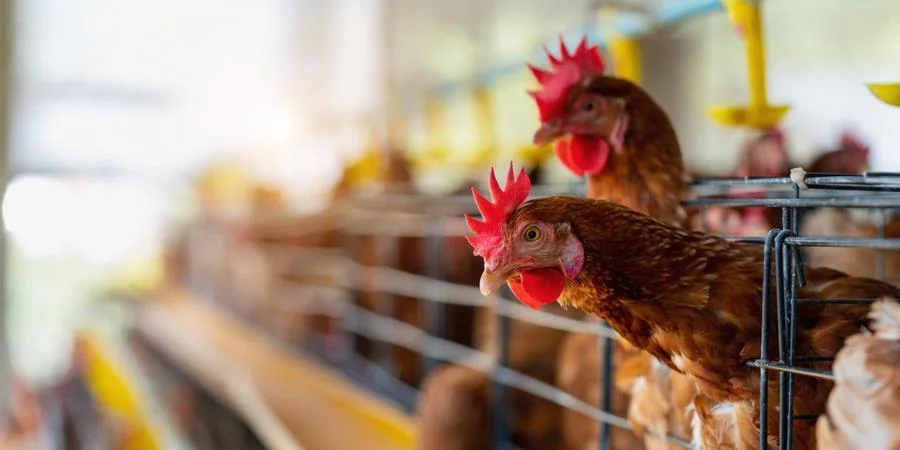 newcastle-doenca-rio-grande-do-sul