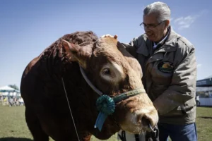 CACAIO LIMA TOURO HUDSON