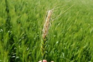 TRIGO PLANTAÇÃO RURAL