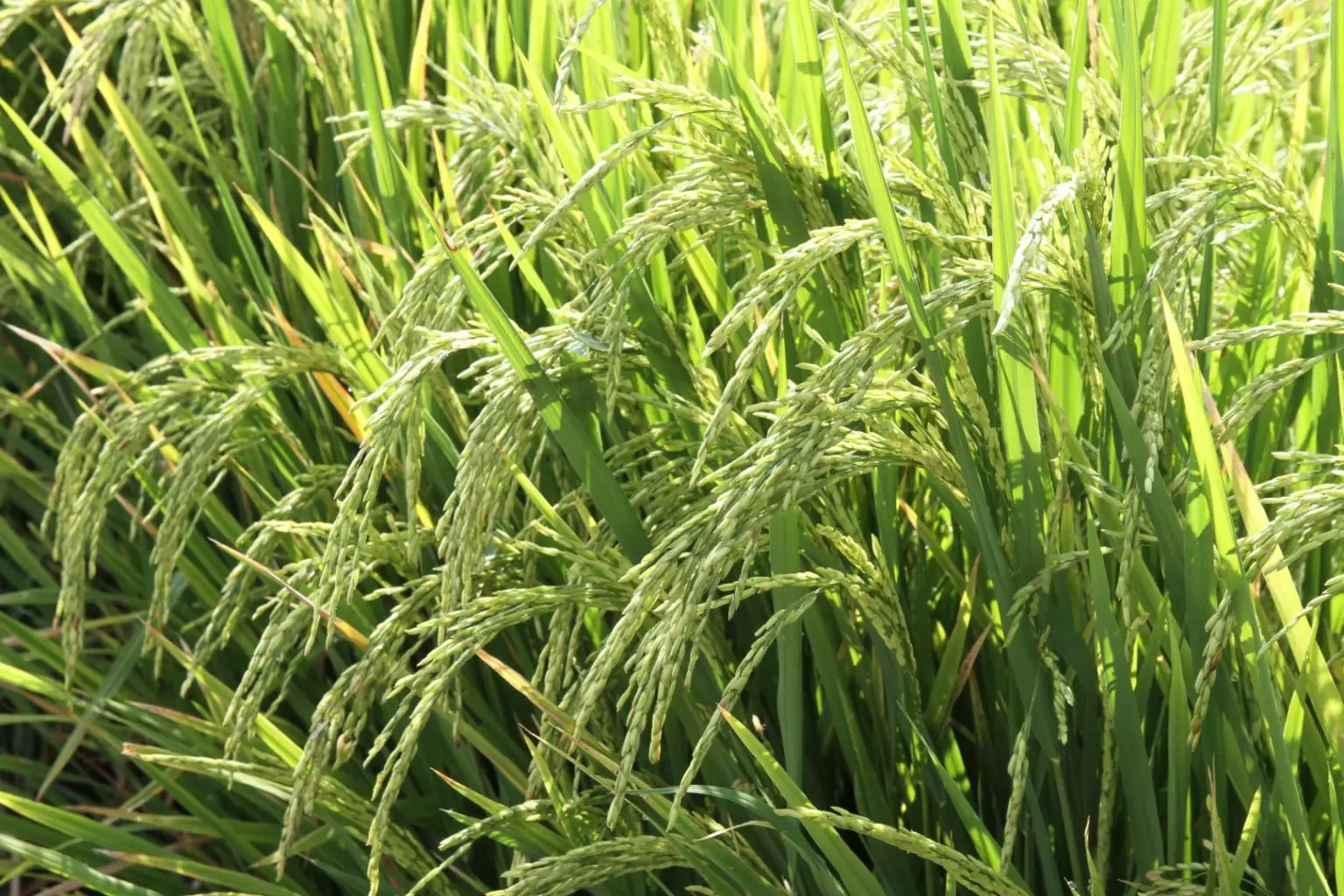 Lavoura-arroz-1536x1024