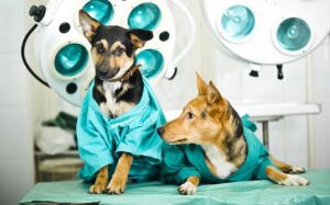 Animais para castração