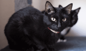 GATO PRETO SEXTA-FEIRA 13