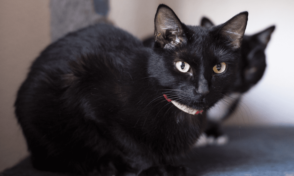 GATO PRETO SEXTA-FEIRA 13