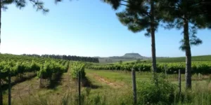 Vinhedos-na-Campanha-Henrique-Pessoa-dos-Santos-Embrapa-Uva-e-Vinho