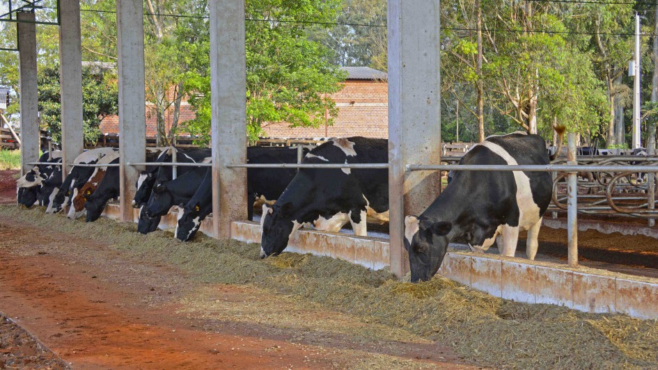 AGRO VACAS LEITE LEITEIRAS