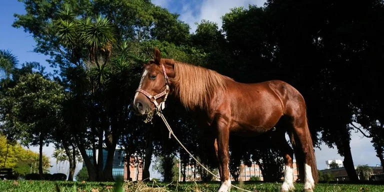 CAVALO CARAMELO