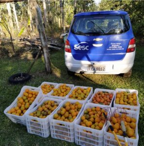 cachoeira-do-sul-pomar-solidario-corte