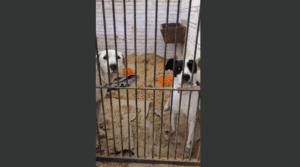 Captura de tela 2025-07-01 172018