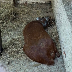 Fêmea de veado-da-mão-curta não resiste aos ferimentos após invasão no Zoológico Municipal de Cachoeira.