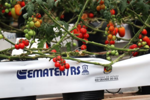 Alternativas sustentáveis para produção de hortaliças são apresentadas na Casa da Emater